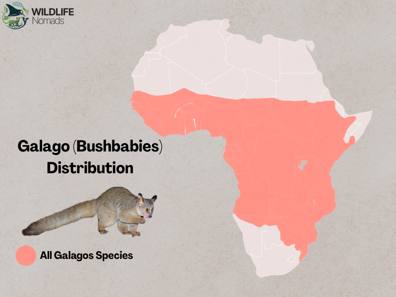 Map showing the distribution of the bushbabies
