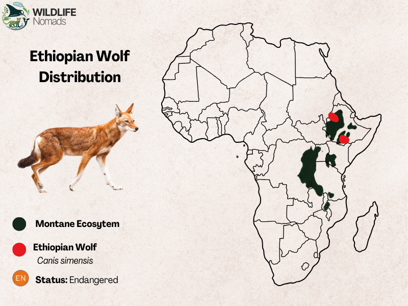 Ethiopian-Wolf-Distribution.webp map showing the distribution of the ethiopian wolf in the monatne ecosystem in africa