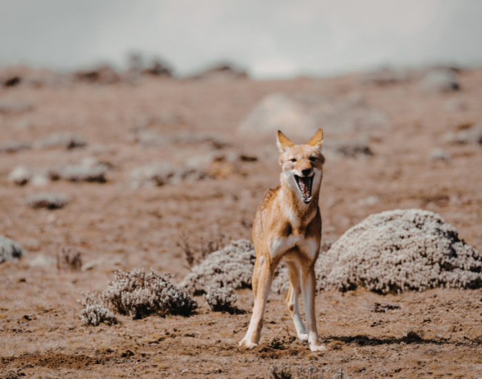 Ethiopian-wolf-2.webp Ethiopian wolf in the wild