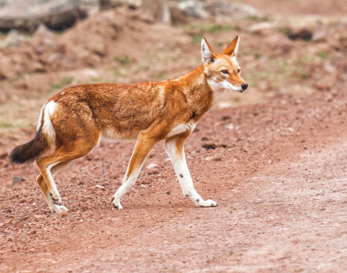 Ethiopian-wolf-6.webp ethiopian wolf walking