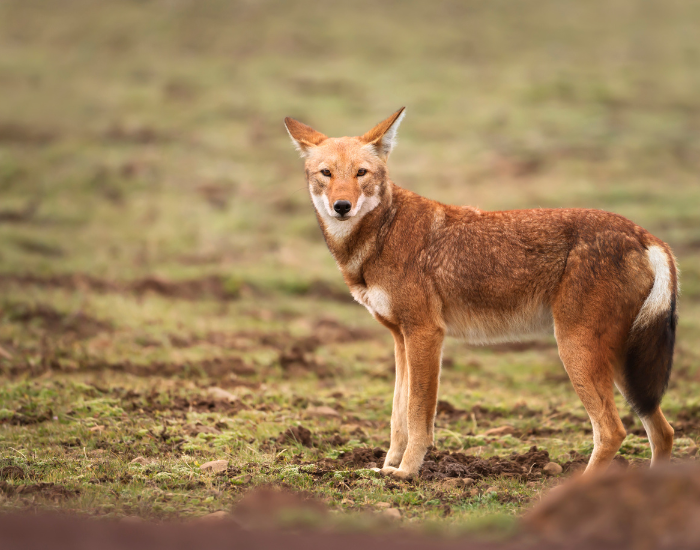 Ethiopian-wolf-habitat-1.webp Ethiopian wolf standing still on the ground