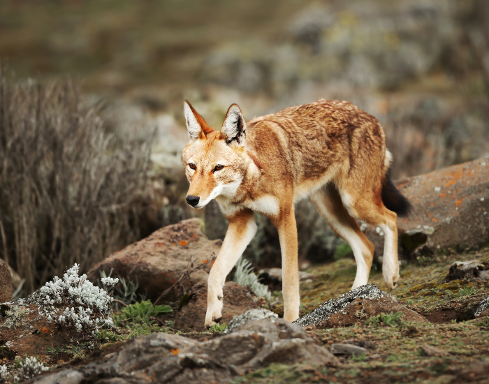 Ethiopian-wolf-walking-wild.webp Ethiopian wolf walking in the wild