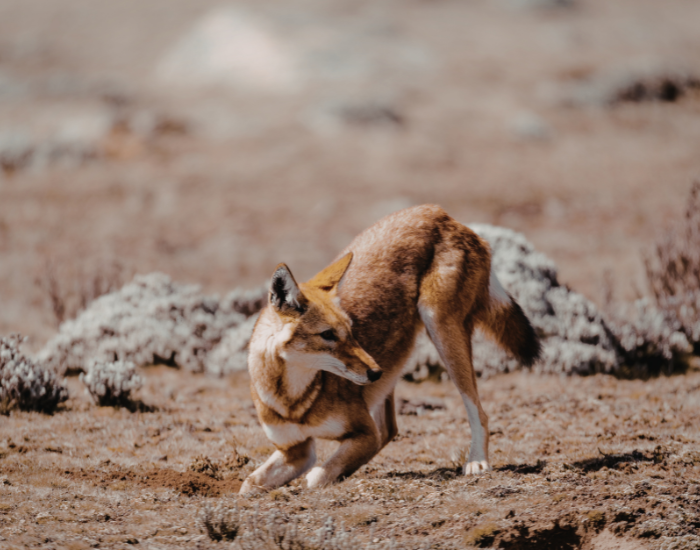 Ethiopian-wolf.webp an Ethiopian wolf crawled on the ground in the wild