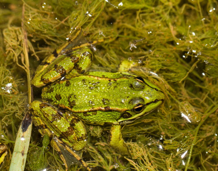 European-Edible-Frog-Pelophylax-esculentus.webp an European Edible Frog on a pond