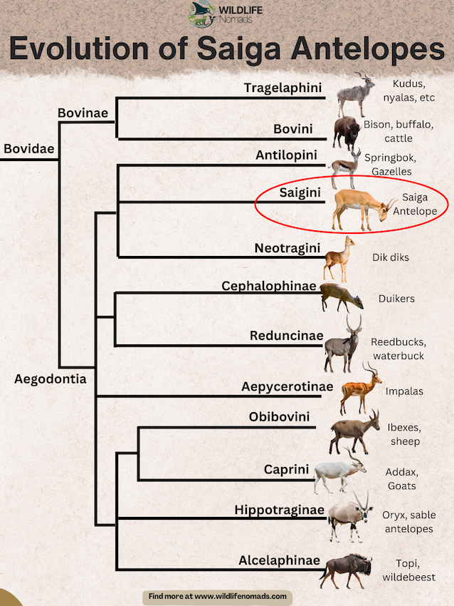 Evolution-of-Saiga-Antelopes.webp infogrpahic depicitng a evolutionary tree of the saiga antelope and related animals