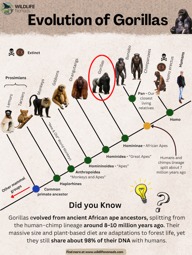 Evolution-of-silver-backed-Gorilla.webp infographic explaining the Evolution of Gorillas