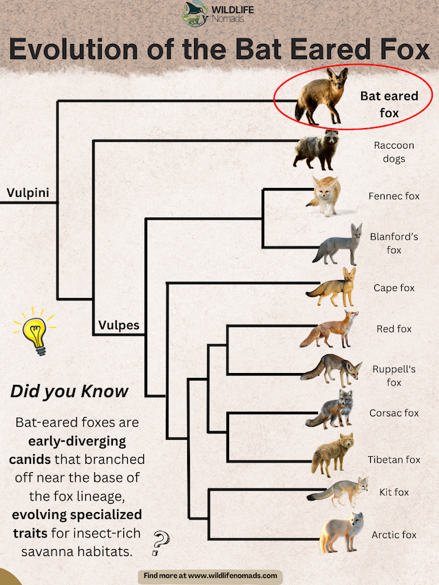 Evolution-of-the-Bat-Eared-Fox.webp Infographic depicting the bat-eared fox as an early-diverging member of the fox lineage, branching near the base of Vulpini, with visual comparisons to other fox species and notes on its specialized insect-eating adaptations