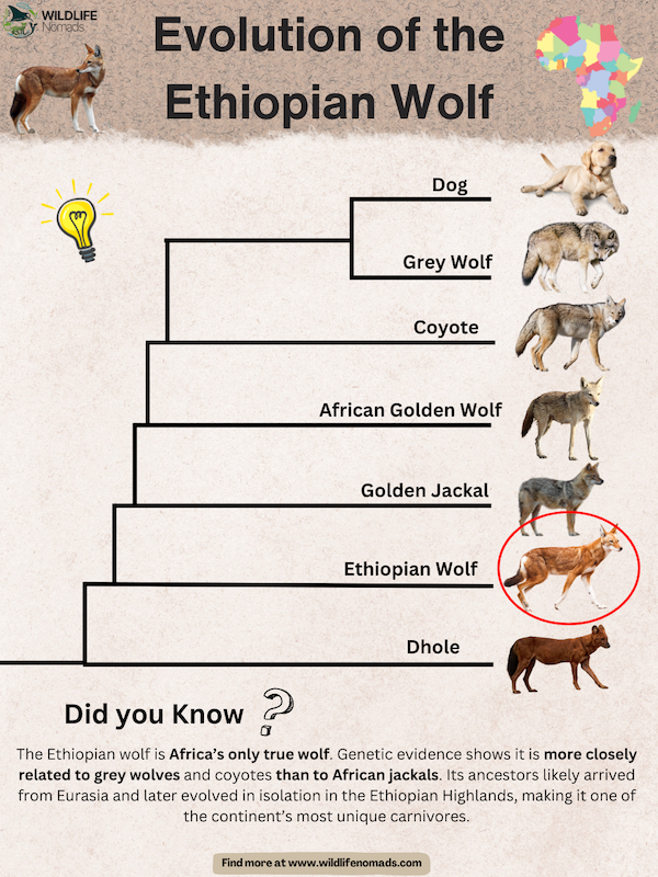Evolution-of-the-Ethiopian-Wolf.webp Evolution of the Ethiopian Wolf infographic