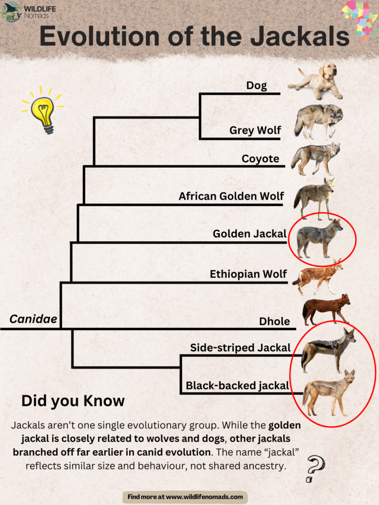 Evolution-of-the-Jackals.webp Evolution of Jackals infographic showing a phylogenetic tree