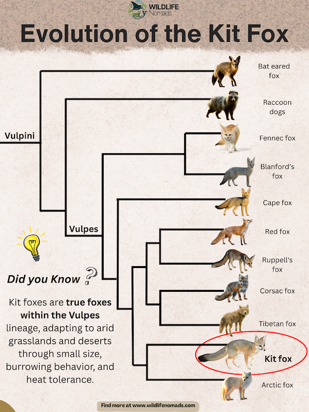 “Infographic showing the evolutionary tree of the kit fox within the fox tribe (Vulpini), highlighting its position in the Vulpes lineage alongside species such as the red fox, Arctic fox, Tibetan fox, and fennec fox, with a callout explaining desert adaptations like burrowing and heat tolerance.