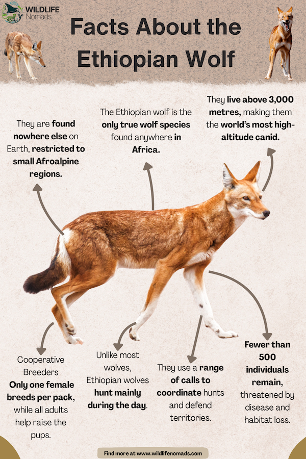 Facts-About-the-Ethiopian-Wolf.webp Facts About the Ethiopian Wolf infographic