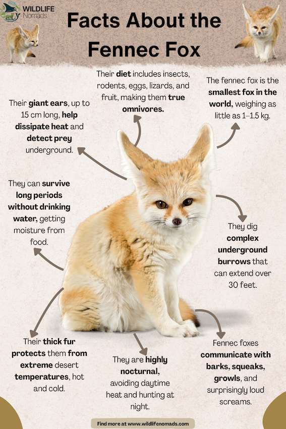 Facts-About-the-Fennec-Fox.webp Facts About the Fennec Fox infographic