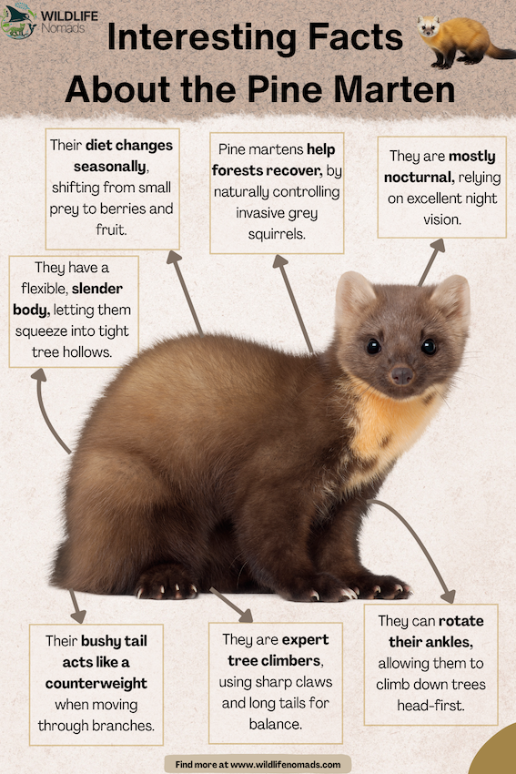 Interesting fats about the Pine Marten infogrpahic