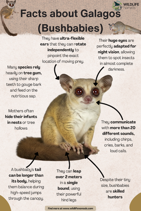 Facts about Galagos (Bushbabies)