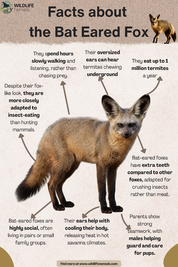 Facts-about-the-Bat-Eared-Fox.webp Facts about the Bat Eared Fox