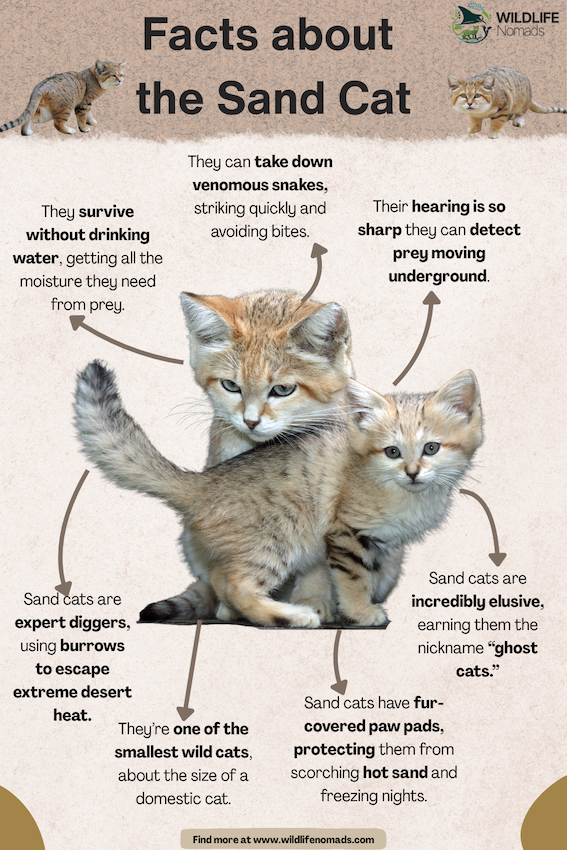 Facts-about-the-Sand-Cat.webp Facts about the Sand Cat infographic