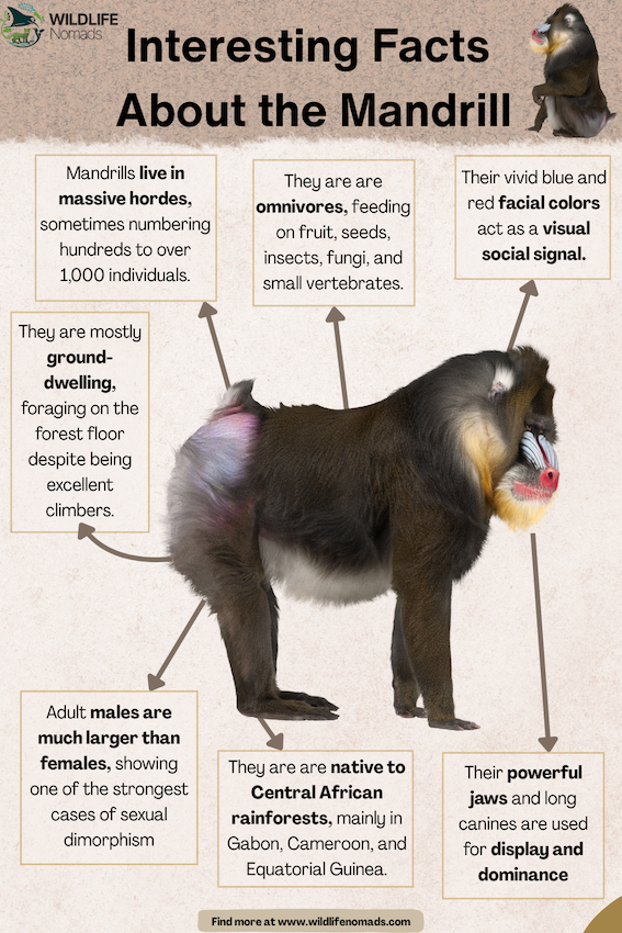 Facts-about-the-mandrill-baboon.webp Facts about the mandrill baboon infographic
