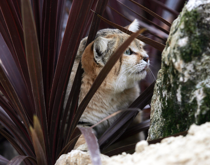 Felis-margarita-10.webp sand cat hidden within a plant and a rock