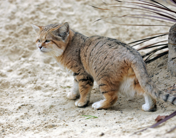 Felis-margarita-2.webp sand cat standing still