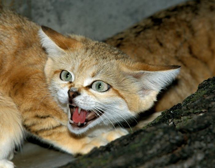 Felis-margarita-5.webp sand cat close up