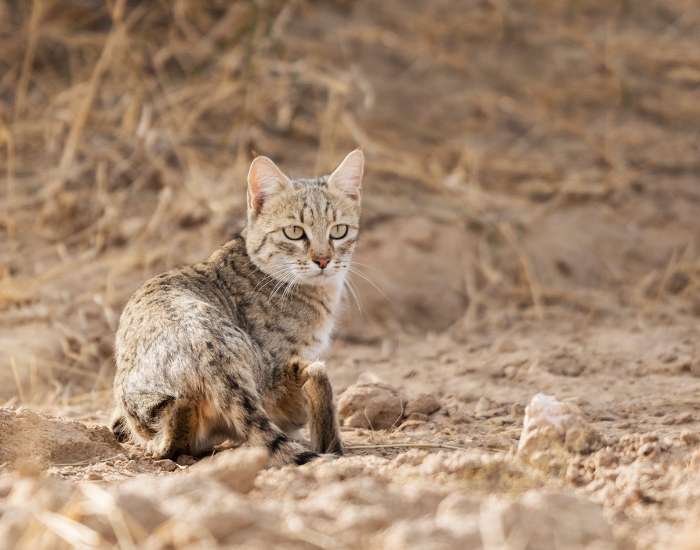 Felis-margarita-7.webp sand cat in the wild laying on the ground