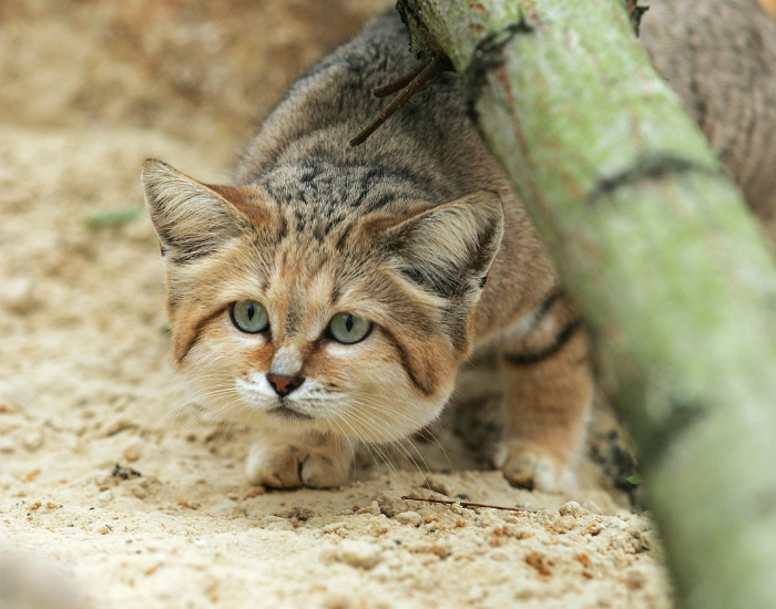 Felis-margarita-9.webp sand cat crawled
