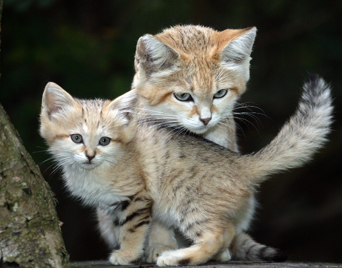 Felis-margarita.webp mom and cub sand cat