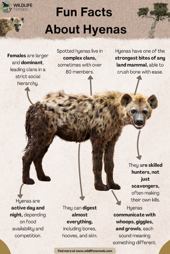 Fun-Facts-About-Hyenas.webp Fun Facts hyenas infographic