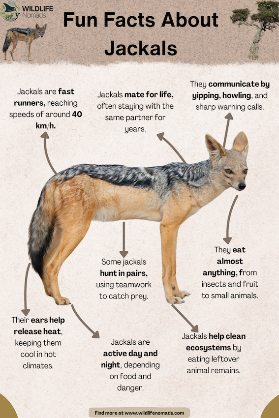 Fun-Facts-About-Jackals.webp Fun Facts About Jackals infographic