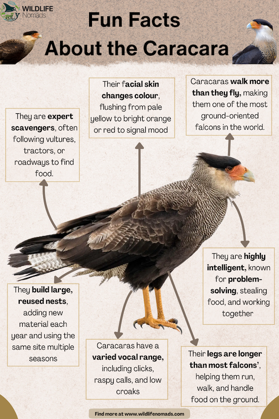 Fun-Facts-About-the-Caracara.webp Fun Facts About the Caracara infographic