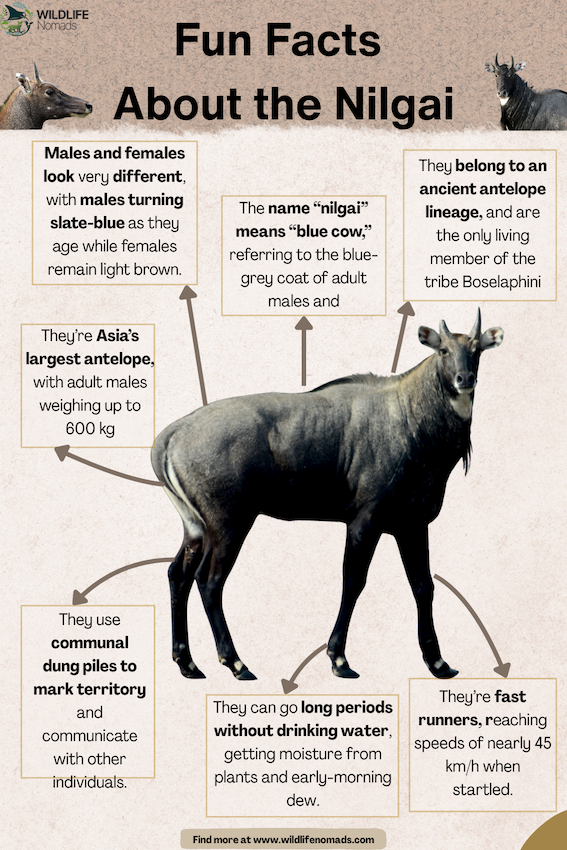 Fun-Facts-About-the-Nilgai.webp Fun Facts About the Nilgai infographic