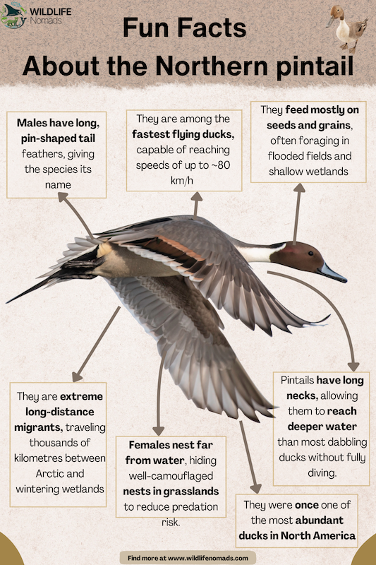 Fun-Facts-About-the-Northern-pintail.webp infographic depicting Fun Facts About the Northern pintail