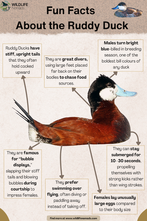 Fun-Facts-About-the-Ruddy-Duck.webp Fun Facts About the Ruddy Duck infographic
