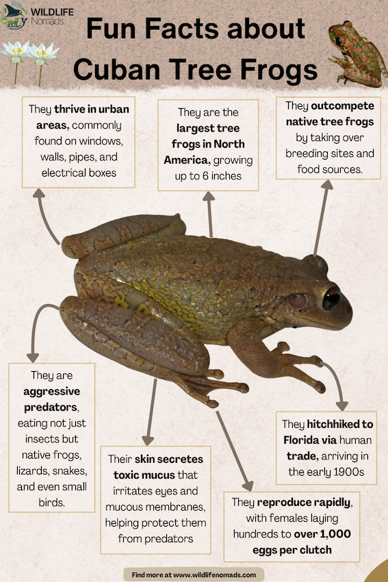 Fun Facts about Cuban Tree Frogs infographic