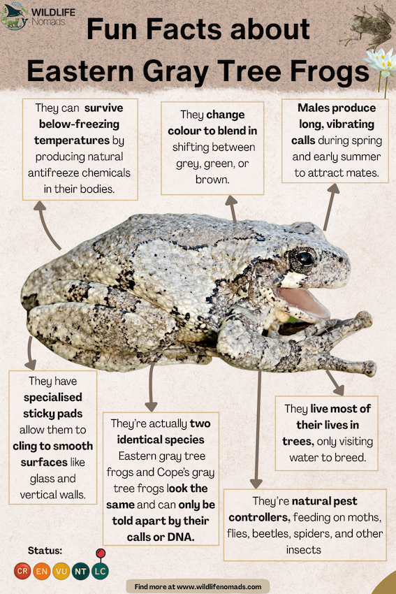 Fun-Facts-about-Eastern-Gray-Tree-Frog.webp infographic showing a eastern gray tree frog and fcats around it