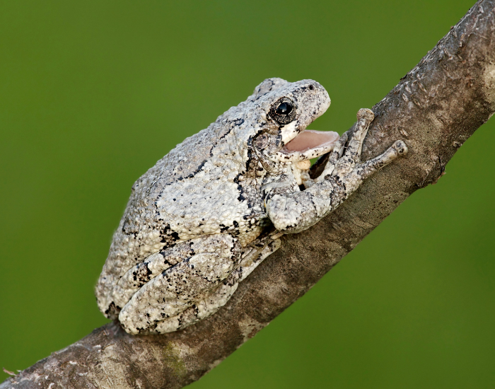 Gray-Tree-Frog-Hyla-versicolor.webp The Gray Tree Frog on tree branch
