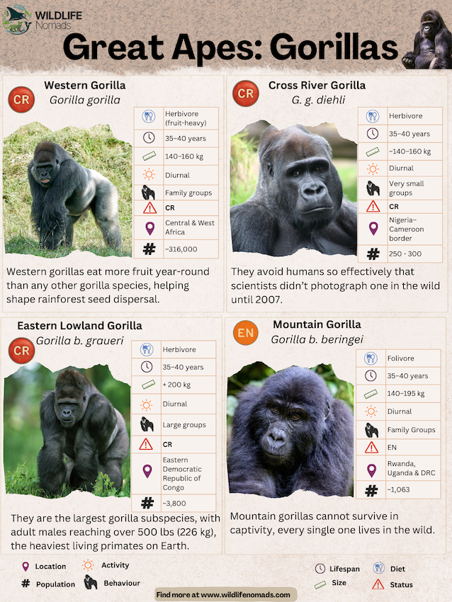 Great-Apes-Gorillas.webp Infographic showing the 2 species and subspecies of gorillas