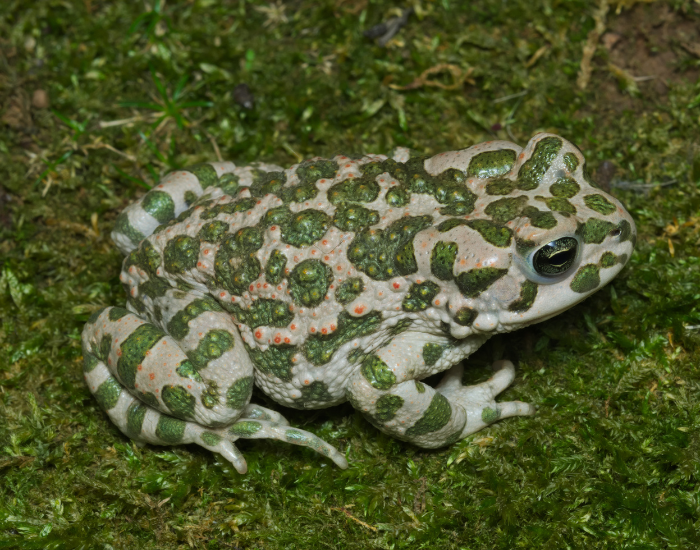 Green-Toad-Bufotes-viridis.webp close up of a Green Toad