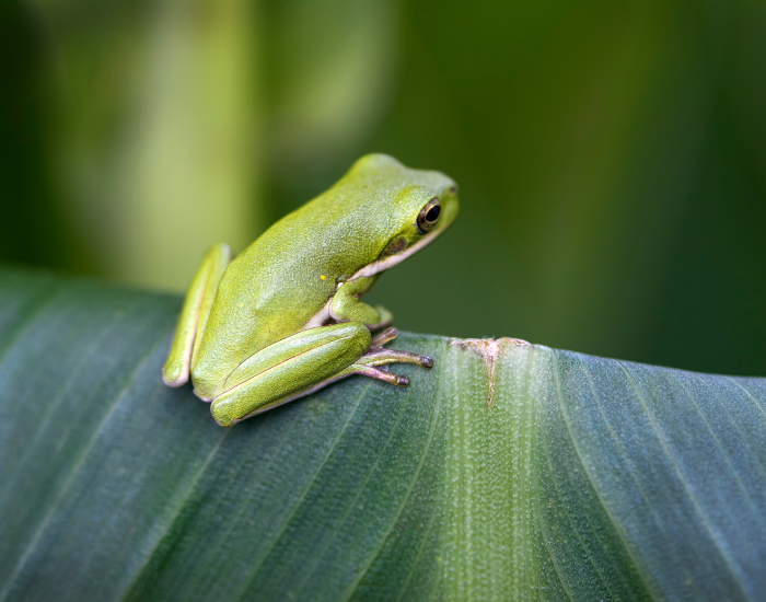 Green-Tree-Frog-Hyla-cinerea.webp Green Tree Frog on top of a leaf