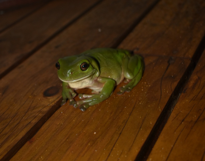 Green-frog-in-australia.webp green frog over a wooden floor