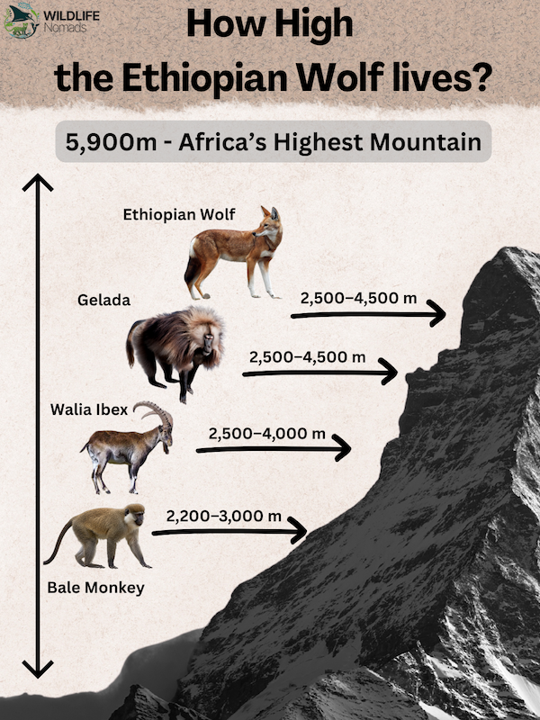 How-High-the-Ethiopian-Wolf-lives.webp How High Can Animals Live? infographic