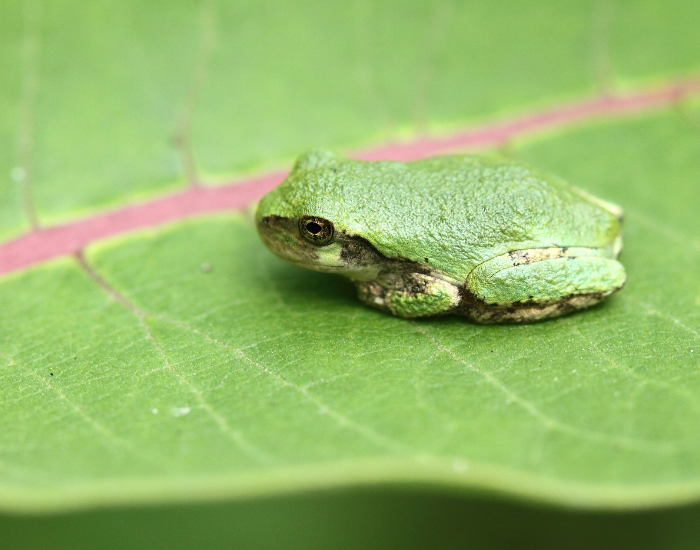 Hyla-versicolor-4.webp an eastern gray tree frog with green coloration standing on a leaf