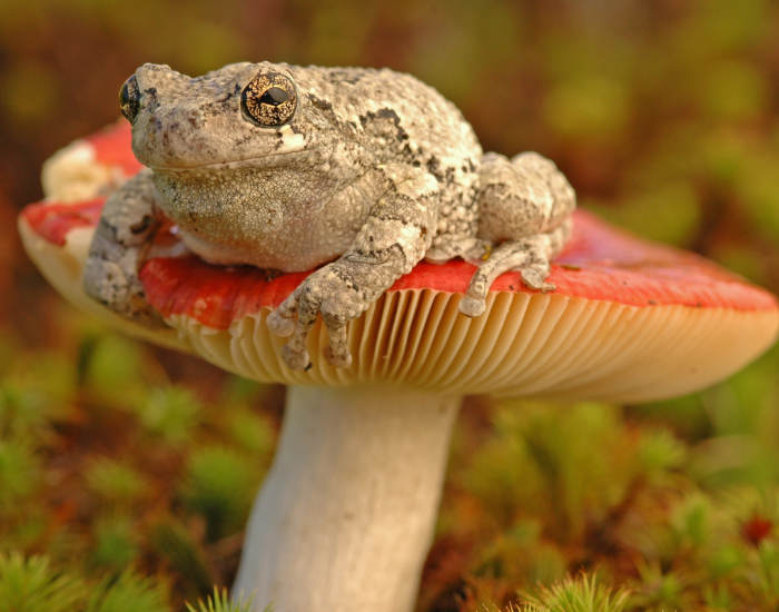Hyla-versicolor-on-red-mushroom.webp eastern gray tree frog on top of a red mushroom