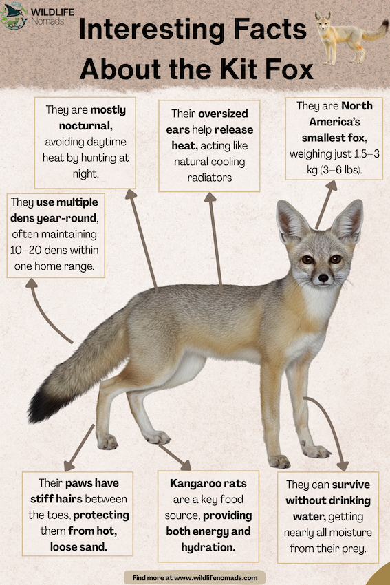 Interesting Facts  About the Kit Fox infographic