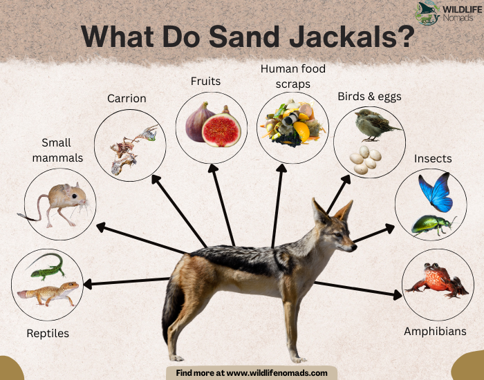 Jackals-diet-in-the-wild.webp Infographic showing the diet of jackals
