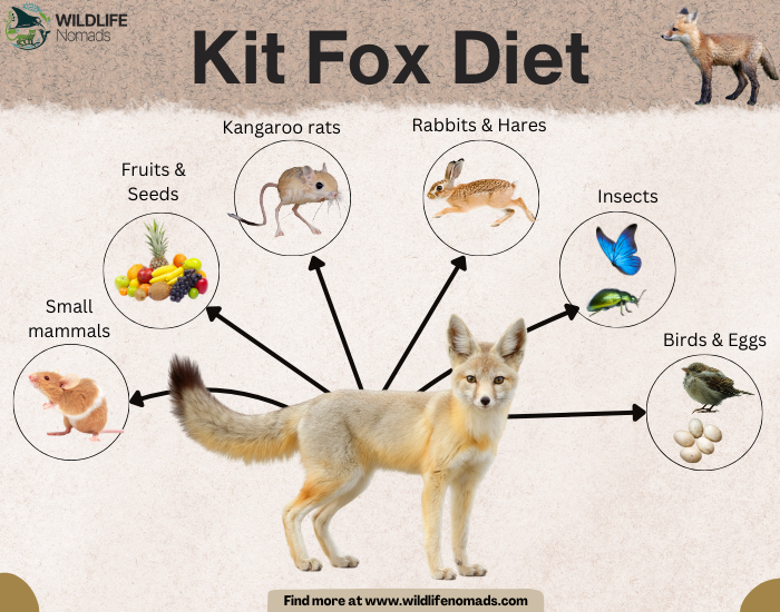Kit Fox Diet infographic