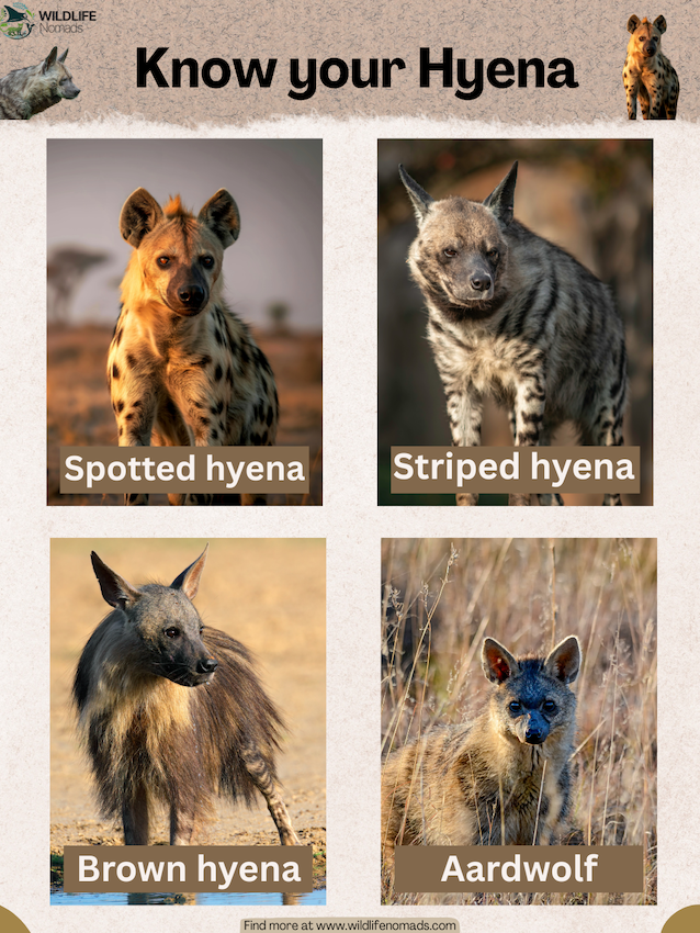 Know-your-Hyena.webp graphic with 4 photos with the 4 different hyenas