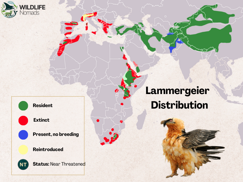 a map showing he distribution of the bearded vulture