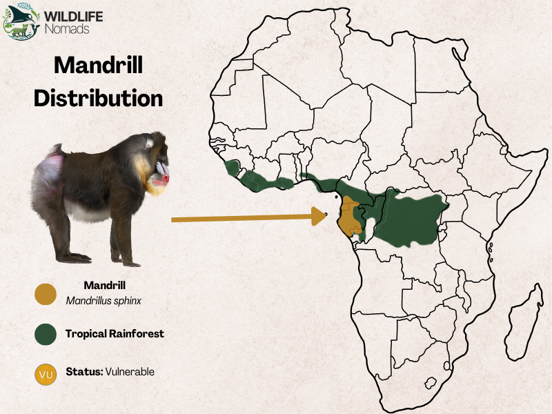 Mandrill-Distribution.webp distribution map in africa of the mandrill monkey