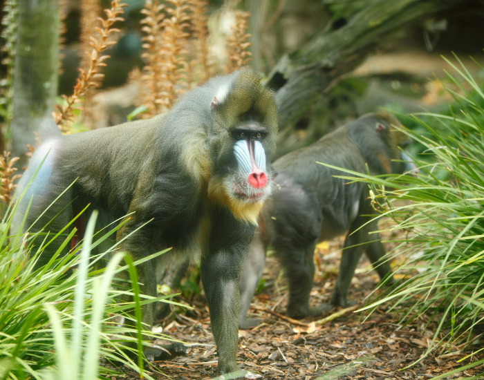 Mandrillus-sphinx-2.webp two mandrill monkeys in the wild